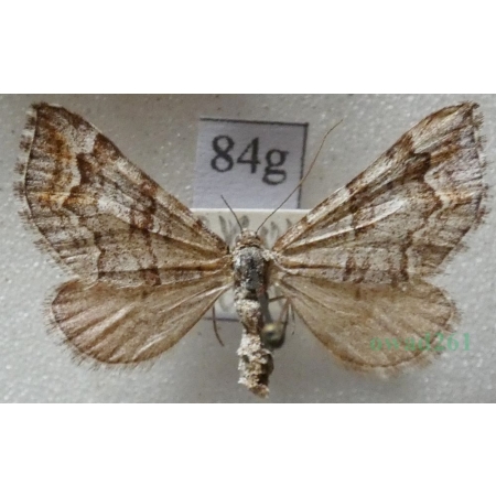 Carsia sororiata (Hübner, 1813) Niekrocz bagniczek Czech84g